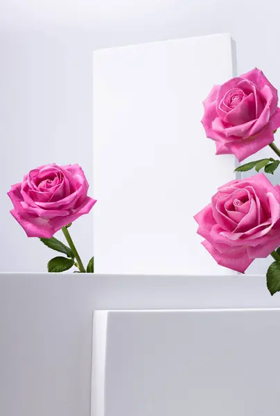 Pembe güller ve beyaz kaideler, Aziz Sevgililer Günü için tebrik kartı, mutlu yıllar, yıldönümü