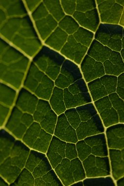 yeşil yaprak makro dokusu, yaprak damarları