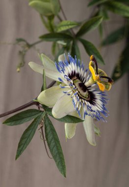 Makro passiflora çiçeği, Tutku meyvesi
