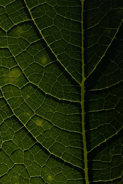 yeşil yaprak makro dokusu, yaprak damarları