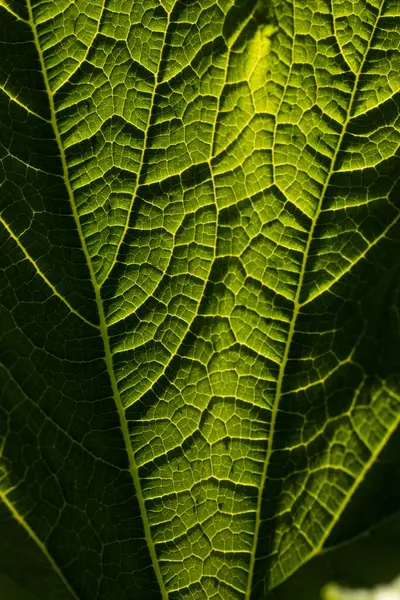 yeşil yaprak makro dokusu, yaprak damarları
