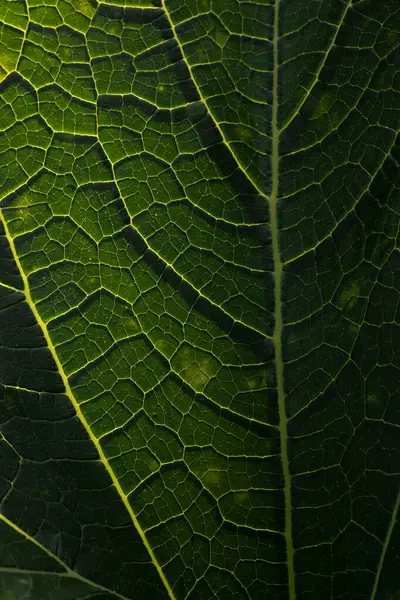yeşil yaprak makro dokusu, yaprak damarları