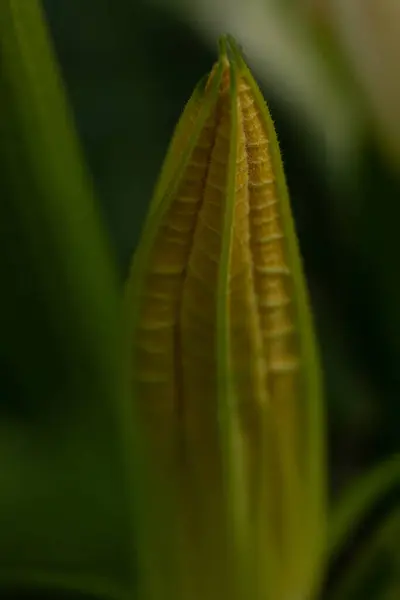 yeşil yaprak makro dokusu, yaprak damarları