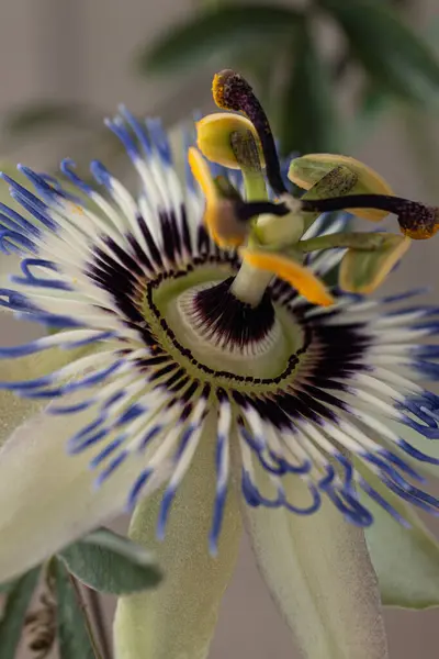 Makro passiflora çiçeği, Tutku meyvesi