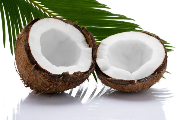 白い背景の葉とココナッツ — ストック写真