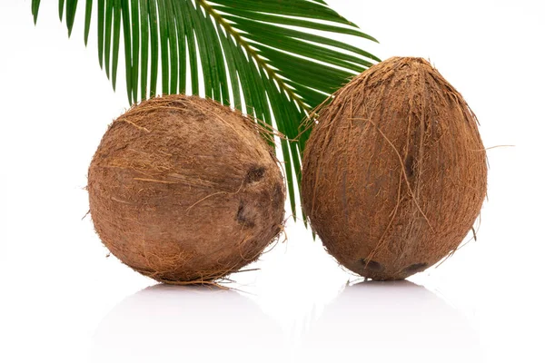 白い背景の葉とココナッツ — ストック写真