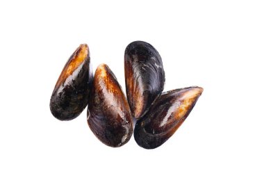 Fresh mussels on the white background