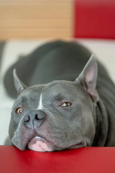 Young male American Bully dog