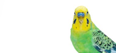 Cute green yellow budgie on white background