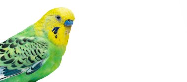 Cute green yellow budgie on white background