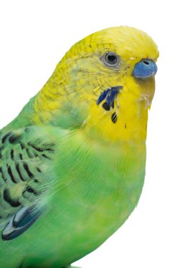 Cute green yellow budgie on white background