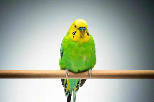 Cute green yellow budgie on grey background