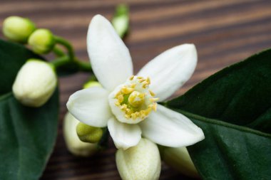 Ahşap arka planda citrus ağacı çiçek açar.