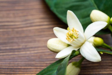 Ahşap arka planda citrus ağacı çiçek açar.