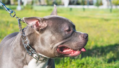 Genç Amerikalı zorba köpek çimlerin üzerinde