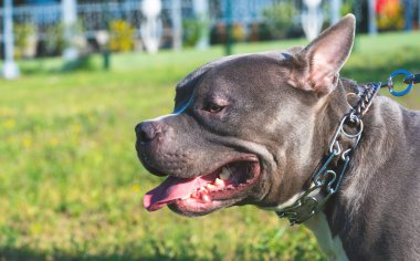 Genç Amerikalı zorba köpek çimlerin üzerinde