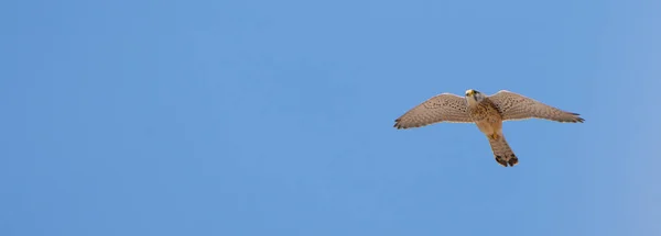Kestrel bird soaring in the sky