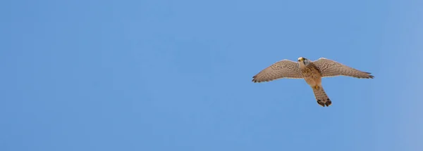 Kestrel bird soaring in the sky