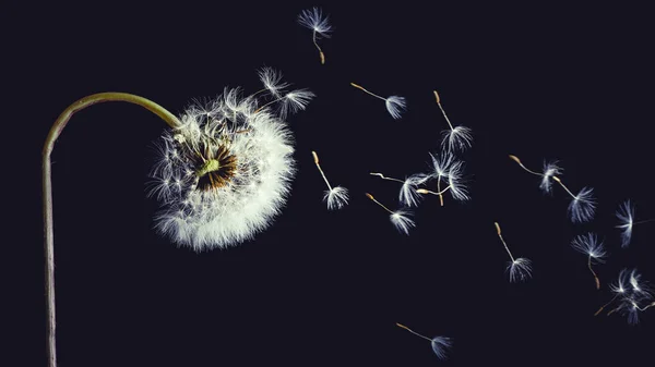 Fluffy Dandelion Black Background — Stock Photo, Image