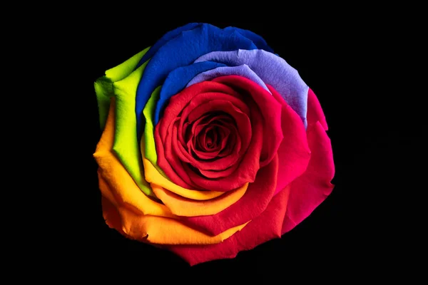 Tęcza Róża Kwiat Czarnym Tle — Zdjęcie stockowe