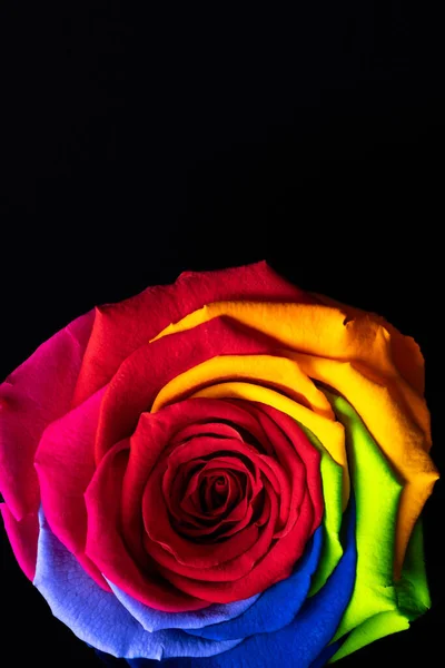 Rainbow rose flower on black background