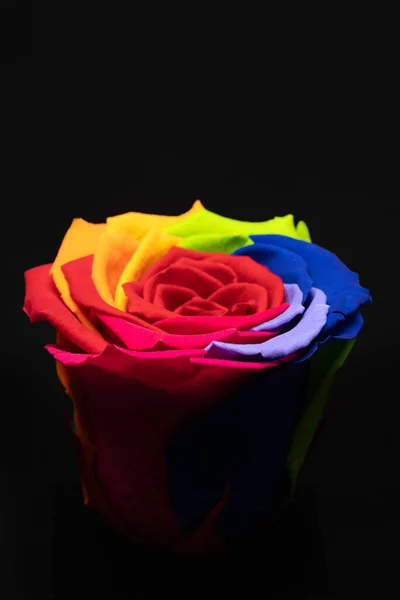 Rainbow rose flower on black background