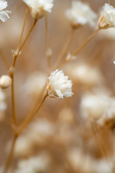 Sušené Gypsophila Květiny Makro Smetanový Dětský Dech — Stock fotografie