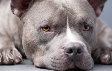 Gri arka planda Amerikan Zorba Köpeği