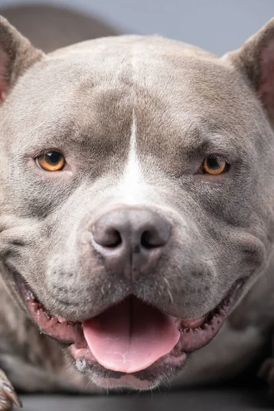 Grey sales bully pitbull