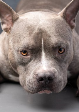 Gri arka planda Amerikan Zorba Köpeği