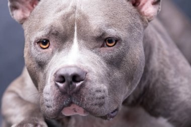 Gri arka planda Amerikan Zorba Köpeği