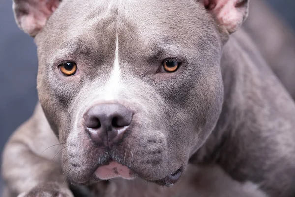 Gri arka planda Amerikan Zorba Köpeği