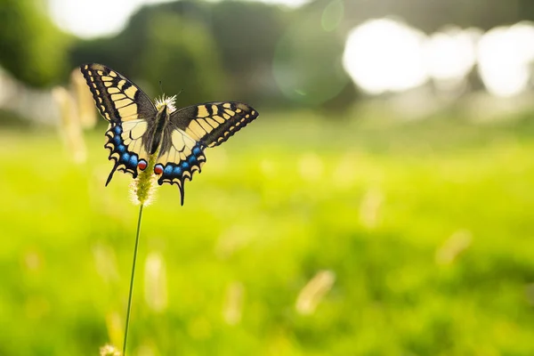 春に小さな植物の上に立っている蝶 — ストック写真