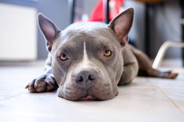 Genç erkek Amerikalı zorba köpek dinleniyor.