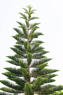 Beyaz arkaplanda Araucaria heterofilla