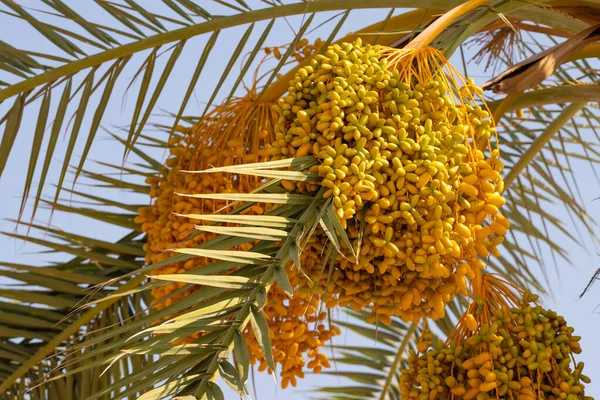 Ağaçta sarı hurma ağaçları