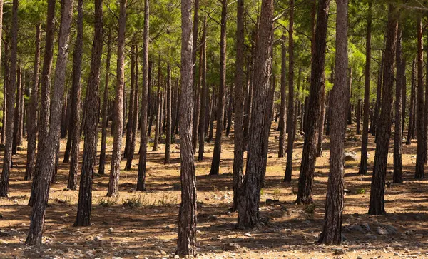 Çam ağacı ormanı. Yoğun çam ağaçları