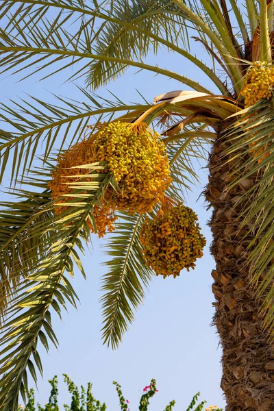 Ağaçta sarı hurma ağaçları