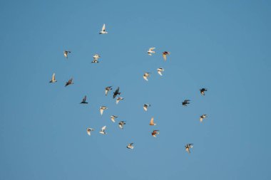 Çeşitli renklerde güvercinler bir grupta uçuyor