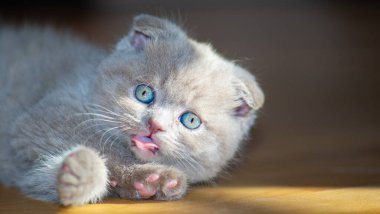 Küçük şirin İskoç kedi yavrusu.