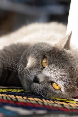 İngiliz kısa hava kedisi halıda