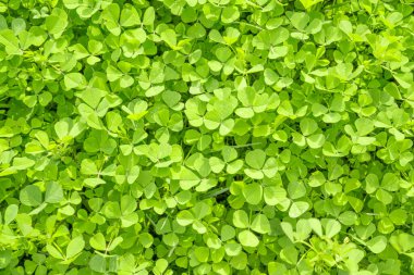 Toprakta yetişen yabani yonca bitkisi