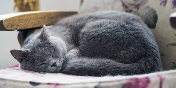 Sleeping grey cat on chair at home