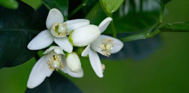 Ahşap arka planda citrus ağacı çiçek açar.