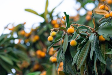 Ağaçta olgun ve taze bir lokuat