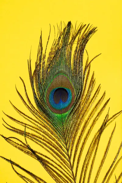 Peacock Veren Gele Achtergrond Stockfoto