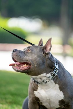 Erkek ve yetişkin Amerikan Zorba Köpeği