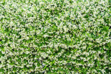 Çiçek açan Çinli yıldız yasemin çiçekleri