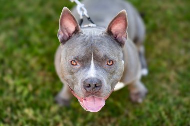 Erkek ve yetişkin Amerikan Zorba Köpeği