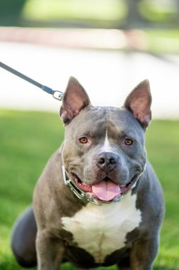 Erkek ve yetişkin Amerikan Zorba Köpeği